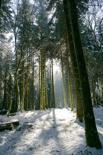 exploitation forestière massif du Jura