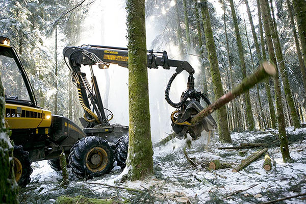 découpe bois exploitation forestière